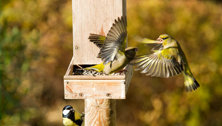 Donner de la nourriture aux oiseaux : diminuer les rations !